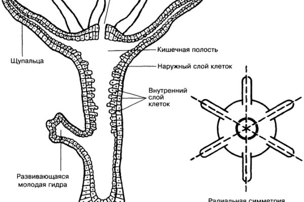 Вывести деньги с кракена